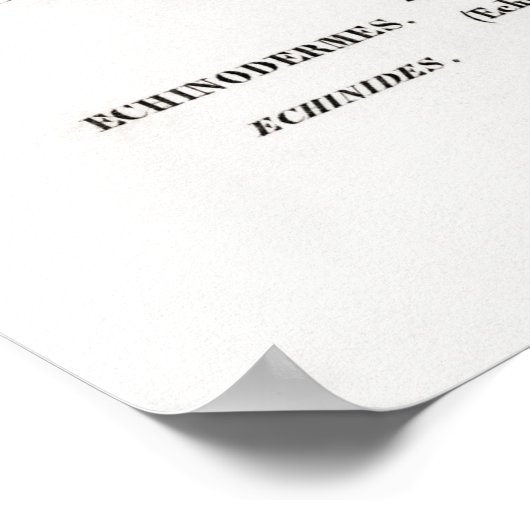  illustratie van zee-urchinen poster (Hoek)