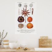  illustratie van zee-urchinen poster (Keuken)
