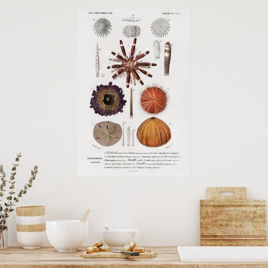 illustratie van zee-urchinen poster (Keuken)
