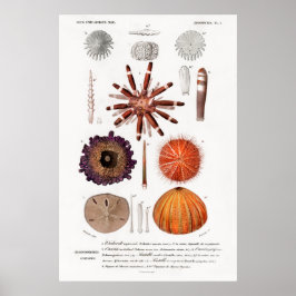 illustratie van zee-urchinen poster
