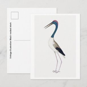 Illustratie van zwarte halsooievaar in vintage sti briefkaart