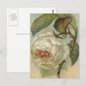 Illustratie Victoriaans Briefkaart Roos (Voorkant / Achterkant)