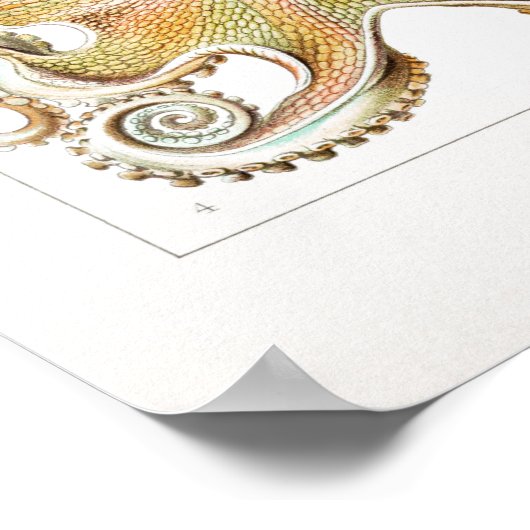 Illustratie vierkant/octopus poster (Hoek)