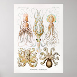 Illustratie  vierkant/octopus poster