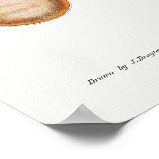 Illustratie vierkant/octopus poster (Hoek)