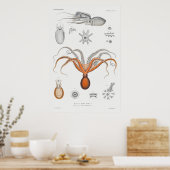 Illustratie  vierkant/octopus poster (Keuken)