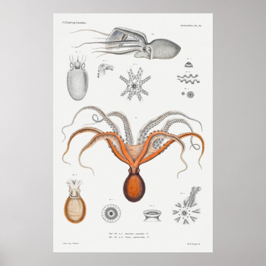 Illustratie  vierkant/octopus poster (Voorkant)