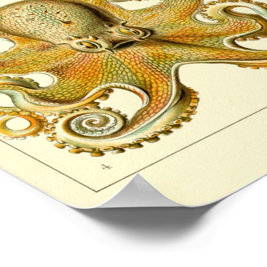 Illustratie  vierkant/octopus poster (Hoek)