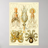 Illustratie  vierkant/octopus poster (Voorkant)