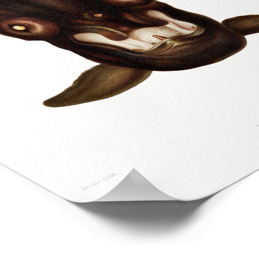 Illustratie vierkant/octopus poster (Hoek)