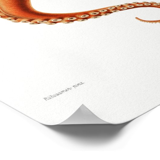 Illustratie vierkant/octopus poster (Hoek)