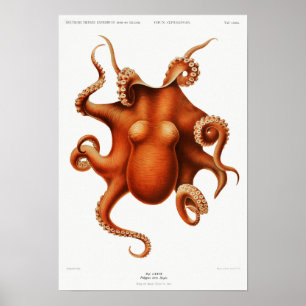 Illustratie  vierkant/octopus poster
