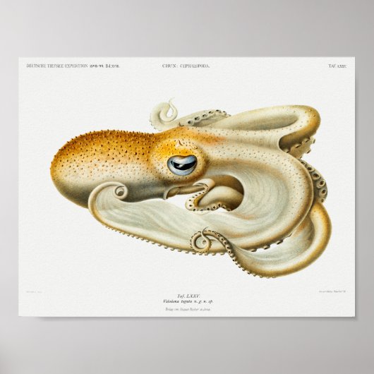 Illustratie  vierkant/octopus poster (Voorkant)