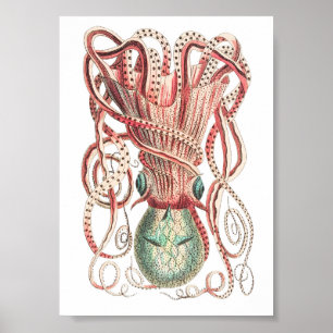 Illustratie  vierkant/octopus poster