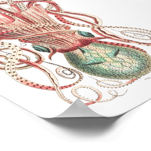 Illustratie  vierkant/octopus poster (Hoek)