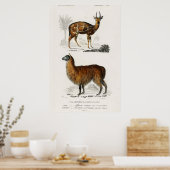 Illustratie Vintage Alpaca en Antilope Poster (Keuken)