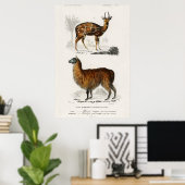 Illustratie Vintage Alpaca en Antilope Poster (Thuiskantoor)