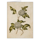 Illustratie Vintage flessenbedekking Roos  (Voorkant)