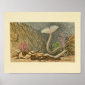 Illustratie Vintage Marine Life Tube Print (Voorkant)