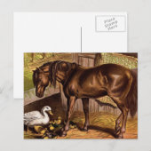 Illustratie Vintage paarden en schildpadden Briefkaart (Voorkant / Achterkant)