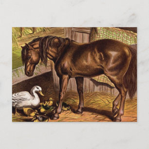 Illustratie Vintage paarden en schildpadden Briefkaart