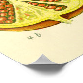 Illustratie Vintage Pomegranate Month Poster (Hoek)