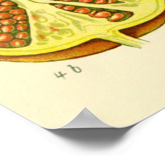 Illustratie Vintage Pomegranate Month Poster (Hoek)