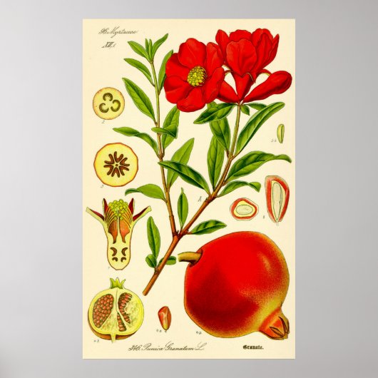 Illustratie Vintage Pomegranate Month Poster (Voorkant)