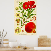 Illustratie Vintage Pomegranate Month Poster (Keuken)