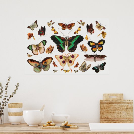 Illustratie vlinder poster (Keuken)