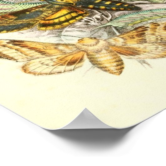 Illustratie vlinder poster (Hoek)