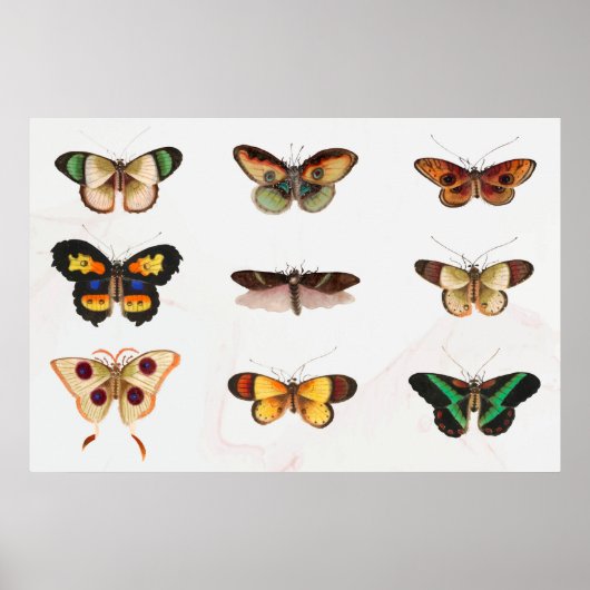 Illustratie vlinder poster (Voorkant)