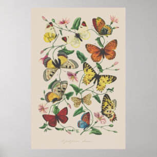  illustratie vlinders muurkunst poster