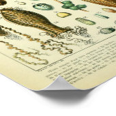 Illustratie  vogeleieren poster (Hoek)