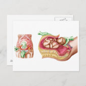 Illustratie waarin keizersnede bij de foetus wordt briefkaart (Voorkant / Achterkant)