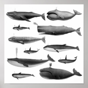 Illustratie walvis poster