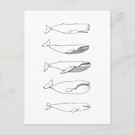 Illustratie walvissen (lijnkunst) briefkaart (Voorkant)