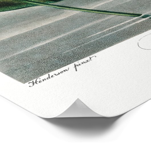 illustratie WaterLily Poster (Hoek)