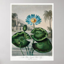  illustratie WaterLily