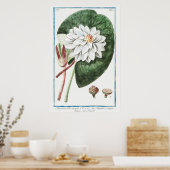 illustratie WaterLily Poster (Keuken)