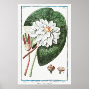 illustratie WaterLily Poster