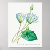 illustratie WaterLily Poster (Voorkant)