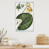 illustratie WaterLily Poster (Keuken)