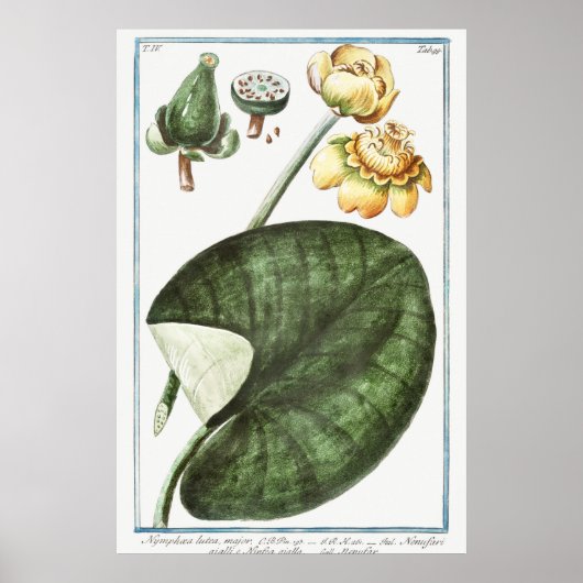 illustratie WaterLily Poster (Voorkant)