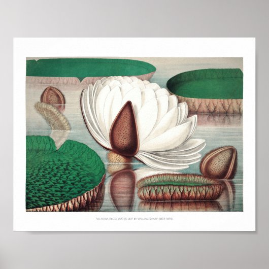  illustratie WaterLily Poster (Voorkant)