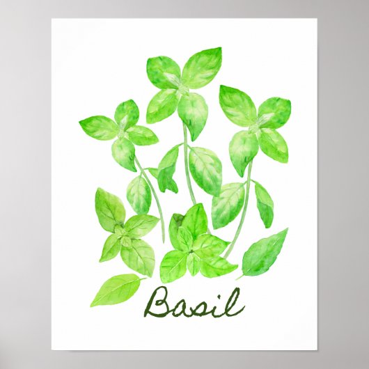 Illustratie waterverf Basil Poster (Voorkant)
