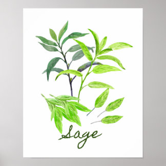 Illustratie waterverf Sage Poster