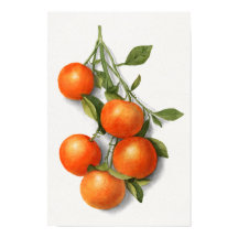  illustratie waterverf Sinaasappels