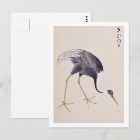  illustratie: White-naped kraan Briefkaart (Voorkant / Achterkant)