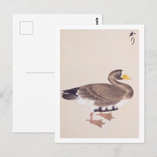 illustratie: Wilde gans Briefkaart (Voorkant / Achterkant)